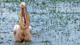 Catfish Fights for Its Life Inside Pelican's Throat Before Being Swallowed