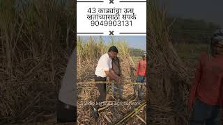 43 कांड्यांचा लांब लचक ऊस  #karyonorganic #sandipkarande #agrinetwork #9049903131 #86032