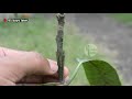 mango v grafting technique with result 100% success