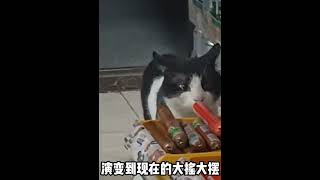 流浪猫靠“偷火腿肠”圈粉无数，每天40万人在线看它猫猫祟祟 #011