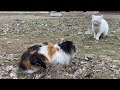 cats mating white cat wants to mate female cat forcibly