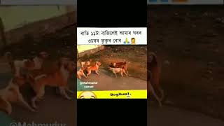 🥱ৰাতি ১১টা বাজিলেই আমাৰ ঘৰৰ 😜ওচৰৰ কুকুৰ