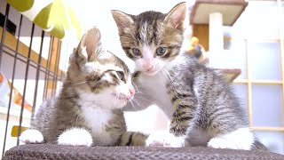 子猫たちが丸いすで相撲を取っていました【赤ちゃん猫　保護猫】