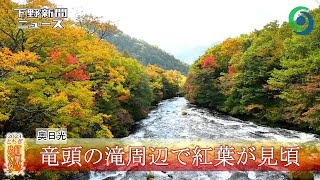 竜頭の滝周辺で紅葉が見頃 奥日光