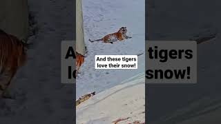 Tigers Playing In The Snow ☃️