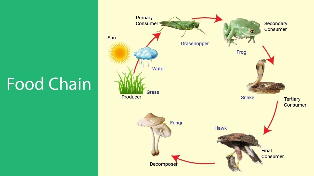 Environment And Ecology Lesson # 2. Food Chain - YouTube