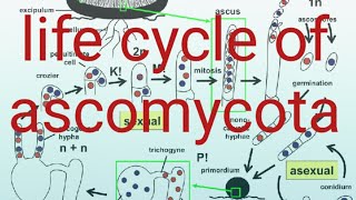 life cycle of ascomycota#ascomycota