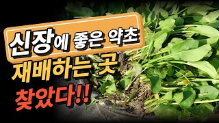 망가진 신장을 치료하는 약초 재배하는 곳 찾았다[약초방송]