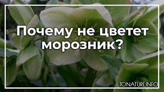 Почему не цветет морозник? | toNature.Info