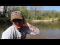 underwater footage of smallmouth bass