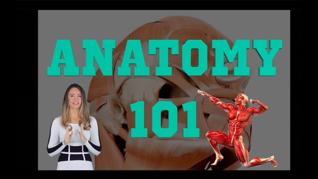 Anatomy 101 Course Youtube