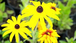 Золото в саду. Рудбекия (Rudbéckia). Кореопсис (Coreopsis). Гелениум (Helenium).