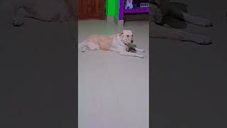 #funny #comedy #varshaofficial #funnymemes #dog #doglover #animals