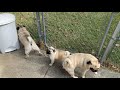 Pug puppy Henry Learning from the big boys