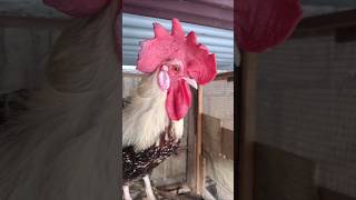 Adorable Rooster Crowing Sounds | Amazing Rooster Crowing Loudly | shorts🐓💕