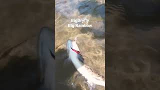 【Big Dry Fly Big Rainbow Trout River Akan 大きなドライフライで釣る阿寒川の虹鱒】AC釣チャンネル  #shorts