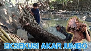 execution of jumbo hibiscus root / EKSEKUSI AKAR WARU JUMBO