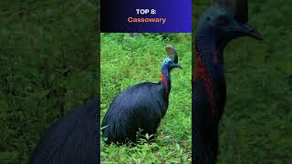 Top 10 Most Dangerous Creatures Hiding In Plain Sight