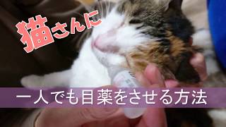 【保護猫】一人でも猫さんに短時間で点眼できる方法です