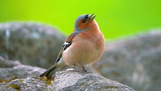 Short Calls of a Eurasian Chaffinch Male [4K] \