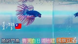 #台灣國旗 #泰國鬥魚 #婚紗鬥魚