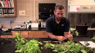 Diagnosing Disease in Soybean Plants