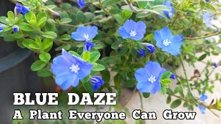 Blue Daze Plant Care | How to Grow Blue Daze in Pot | Evolvulus