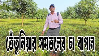 তেঁতুলিয়ার সমতলের চা বাগান। Plain Lands Tea Garden at Tetulia.  #tetulia #teagarden