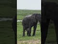 ELEPHANT BABY BORN | WILD ANIMAL SHORT | #shorts