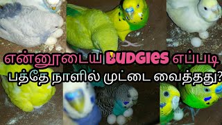 How to budgies lay eggs within 10 days in தமிழ்