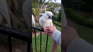 Mega Friendly WILD COCKATOO!!!🕊️🤗😍(⚠️Do not try this at home!😫🤕🚑😆)