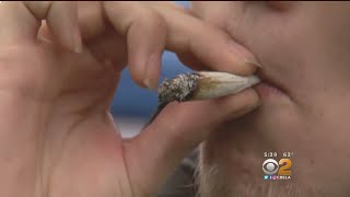 Now That Pot Is Legal In California, Can I Still Be Drug Tested For A Job?