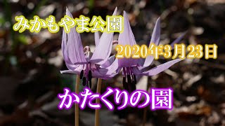 みかもやま公園　かたくりの園　2020年3月23日