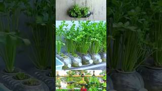 Easy Coriander cultivation at home#youtube #youtubeshorts #gardening #terracegarden #viralvideo