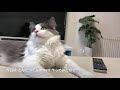 猫のpv作っちゃいました！映画予告風！【ノルウェージャンフォレストキャット】norwegian forest cat