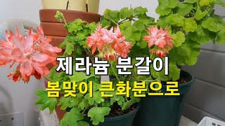 봄맞이 큰화분으로 제라늄 분갈이 ( 봄에 튼튼하게 꽃을 많이보려면)