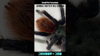 입문종으로 가장 인기 있는 애완동물 타란툴라 #tarantula