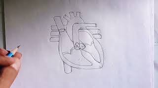 How To Draw Human Heart Diagram Drawing Human Heart Diagram Drawing