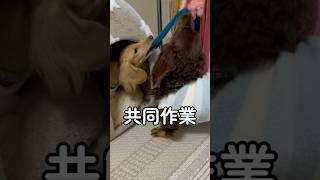 犬の習性をよく見ると可愛すぎた #shorts #ミニチュアダックスフンド