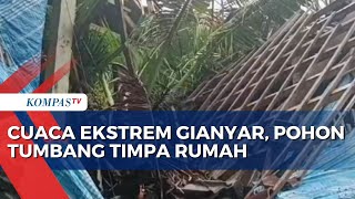 Pohon Tumbang Timpa Rumah Warga Gianyar Bali Sebabkan Seorang Anak Terluka