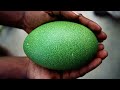 বিরল এবং আশ্চর্য কিছু ডিম most unique eggs in the world animal kingdom bangla