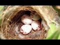 বিরল এবং আশ্চর্য কিছু ডিম most unique eggs in the world animal kingdom bangla