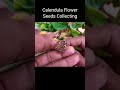 calendula flower seeds collection gardeningshorts ytshorts shorts gardeningideas