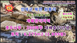 (급매) 인제군 북면 용대리 계획관리지역 호두나무농장 토지 1,899평 (협의가능)