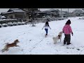 白柴雪将の初めての雪遊び！！