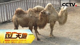 《农广天地》 20180327 平原养骆驼咋赚钱 | CCTV农业