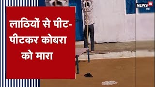 Rajasthan News: जब Baran के एक घर में घुसा कोबरा तो परिजनों ने लाठी डंडों से किया हमला | Viral Video