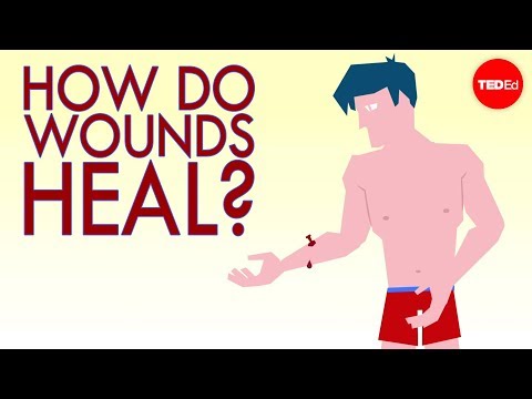 How a wound heals itself - Sarthak Sinha How a wound heals itself - Sarthak Sinha
