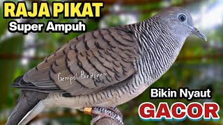 Perkutut lokal gacor RAJA PIKAT ini ahlinya bikin semua burung perkutut gacor nyaut