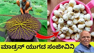 ಇದನ್ನ ತಿಂದವರಿಗೆ ರೋಗ ಇಲ್ಲ | ಎಲ್ಲ ರೋಗಗಳಿಗೆ ರಾಮ ಬಣ ಇದು | ಮಾಡ್ರನ್ ಯುಗದ ಸಂಜೀವಿನಿ | Health Tip | Makhana